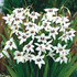 Acidanthera (Abyssinian Gladiolus) Scented