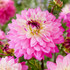 Dahlia Lucca Johanna Decorative
