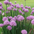 Allium Millenium