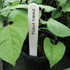 White Plant Labels