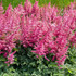 Astilbe 'Younique Cerise'