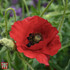 Poppy 'Brilliant'