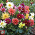 Dahlia 'Starlight Mixed'