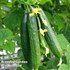 Cucumber 'Merlin' F1