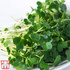 Microgreens Broccoli 'Green'