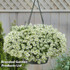  Alyssum 'Giga White'