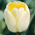 Tulip Ivory floradale