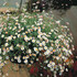 Erigeron karvinskianus 'Profusion'