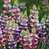 Lupin 'Avalune Mixed'