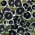 Nemophila Menziesii 'Pennie Black'