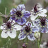 Nigella Papillosa 'Delft Blue'