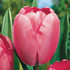 Tulip Pink impression