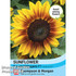 Sunflower 'Orange Mahogany' F1