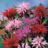 Monarda didyma 'T&M Superb Mixed'