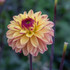 Dahlia Gelia Decorative