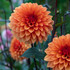 Dahlia Statue Of Orange Dark Leaved