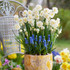 Clouds in the Sky – a graceful spring blend of fragrant Narcissi ‘Bridal Crown’ and delicate blue Muscari, ideal for containers or borders.