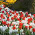 Fire & Frost Mixture – a dramatic combination of red dwarf Tulips and shimmering early Crocus to ignite your spring garden.