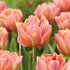 Tulip ‘Apricot Symbiose’ – lush, early peony-style blooms in pink and apricot, perfect for elegant borders and spring floral arrangements.