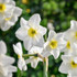 Narcissus ‘Lieke’ – small daffodil with white petals and yellow centres. Flowers March, 25cm. Ideal for pots, edging, and naturalising. Buy now at Mr Middleton.