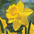 Narcissus 'King Alfred'