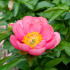 Paeonia ‘Lovely Rose’