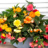 Begonia Pendula Orange