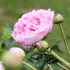 Peony Cut Flower 'Pink Sarah Bernhardt'