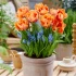 Tulips Royal Dutch