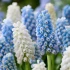 Muscari Ice & Indigo