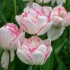 Tulip Wild Desire