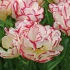 Tulip Wild Desire
