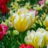 Tulip Sweet Valley