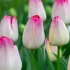 Tulip Supri Erotic