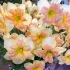 Narcissi Peachy Dream
