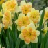 Narcissi Peachy Dream