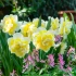 Narcissi Janneke