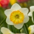 Narcissi Happy Smile