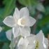 Narcissi Arctic Power