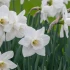 Narcissi Arctic Power