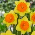 Narcissi Pride of Lions