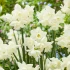 Narcissus Hunter Morn