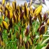 Crocus Queen Bee
