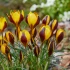 Crocus Queen Bee