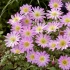 Anemone Blanda Pink Star