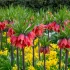 Fritillaria Red Beauty