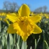 Bulk Narcissi Standard Value – Irish Grown Daffodil Bulbs