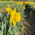 Bulk Narcissi  Standard Value – Irish Grown Daffodil Bulbs
