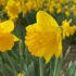 Bulk Narcissi Karenza Daffodil Bulbs | Irish Grown
