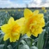 Bulk Narcissi Hollands Chase Daffodil Bulbs | Irish Grown 